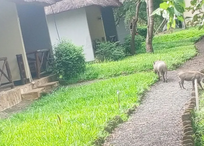 Mikumi Adventure Lodge